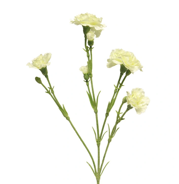 https://cdn.warentuin.nl/media/catalog/product/D/i/Dianthus_Charly_cream_62_cm_6935.png