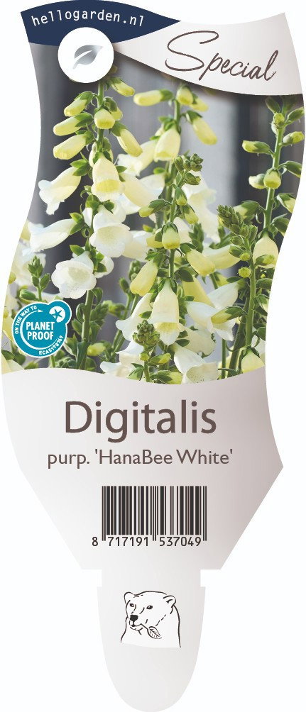 https://cdn.warentuin.nl/media/catalog/product/D/i/Digitalis_purp_Hanabee_White_Vingerhoedskruid_vaste_plant_Griffioen_3eff.jpg