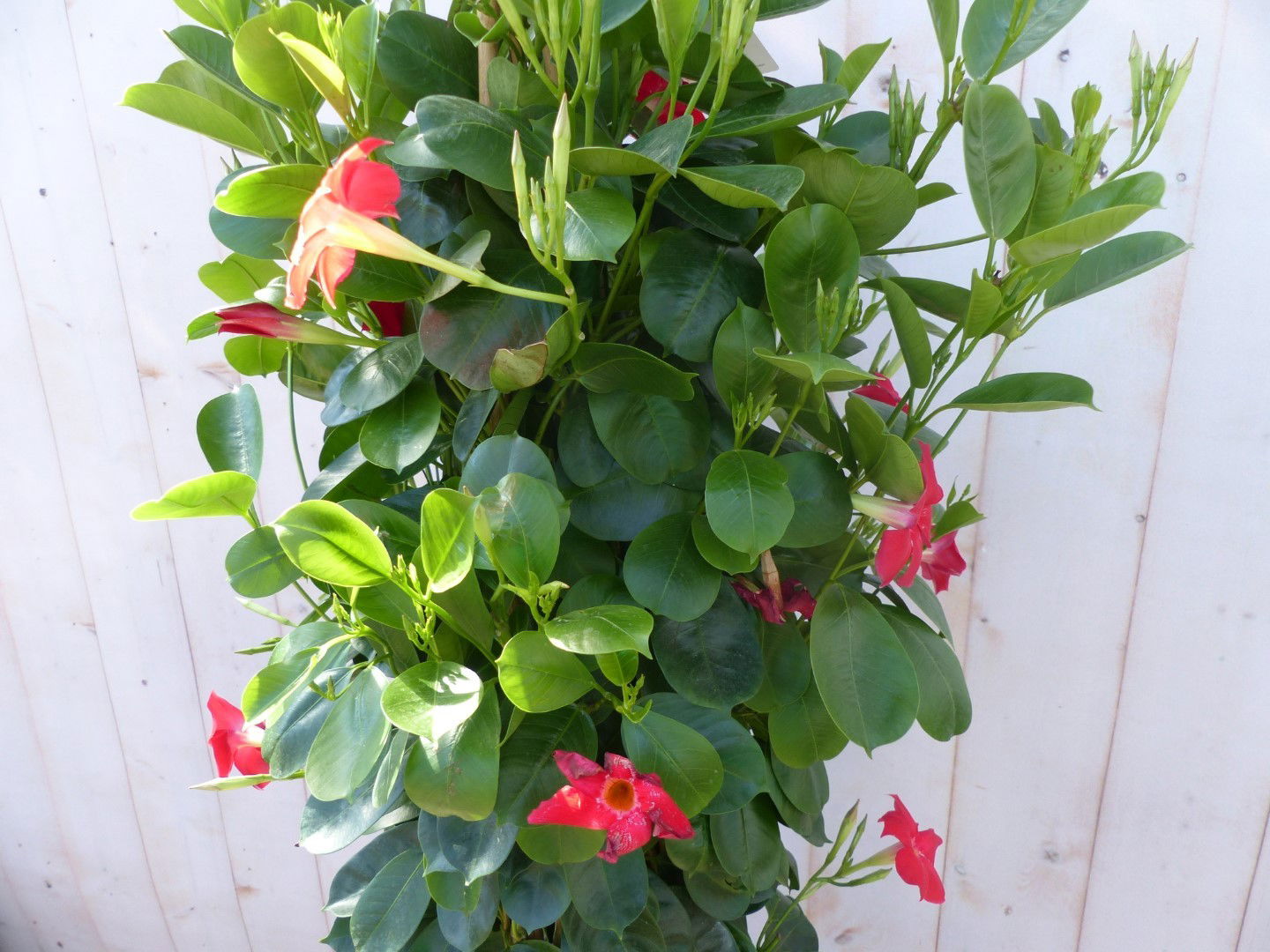 https://cdn.warentuin.nl/media/catalog/product/D/i/Dipladenia_Mandevilla_Sundaville_Rood_140_cm_Warentuin_Natuurlijk_2_7ff5.jpg