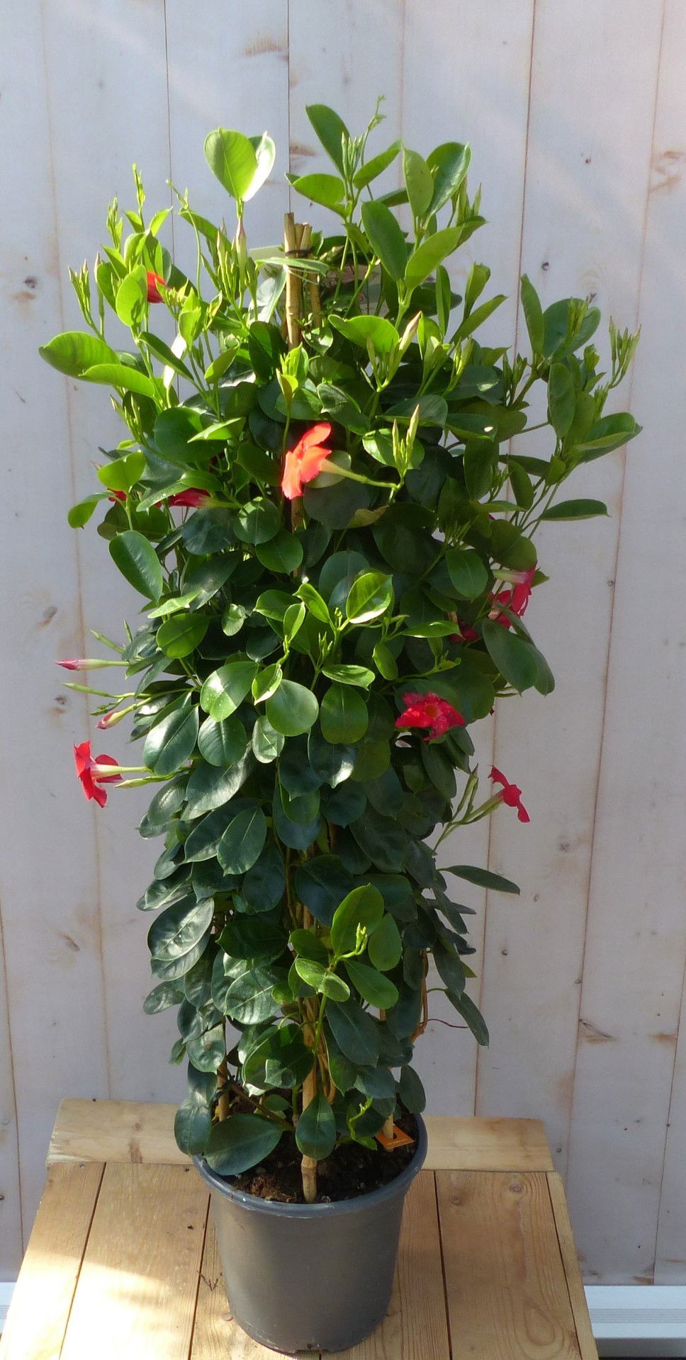 https://cdn.warentuin.nl/media/catalog/product/D/i/Dipladenia_Mandevilla_Sundaville_Rood_140_cm_Warentuin_Natuurlijk_4d91.jpg