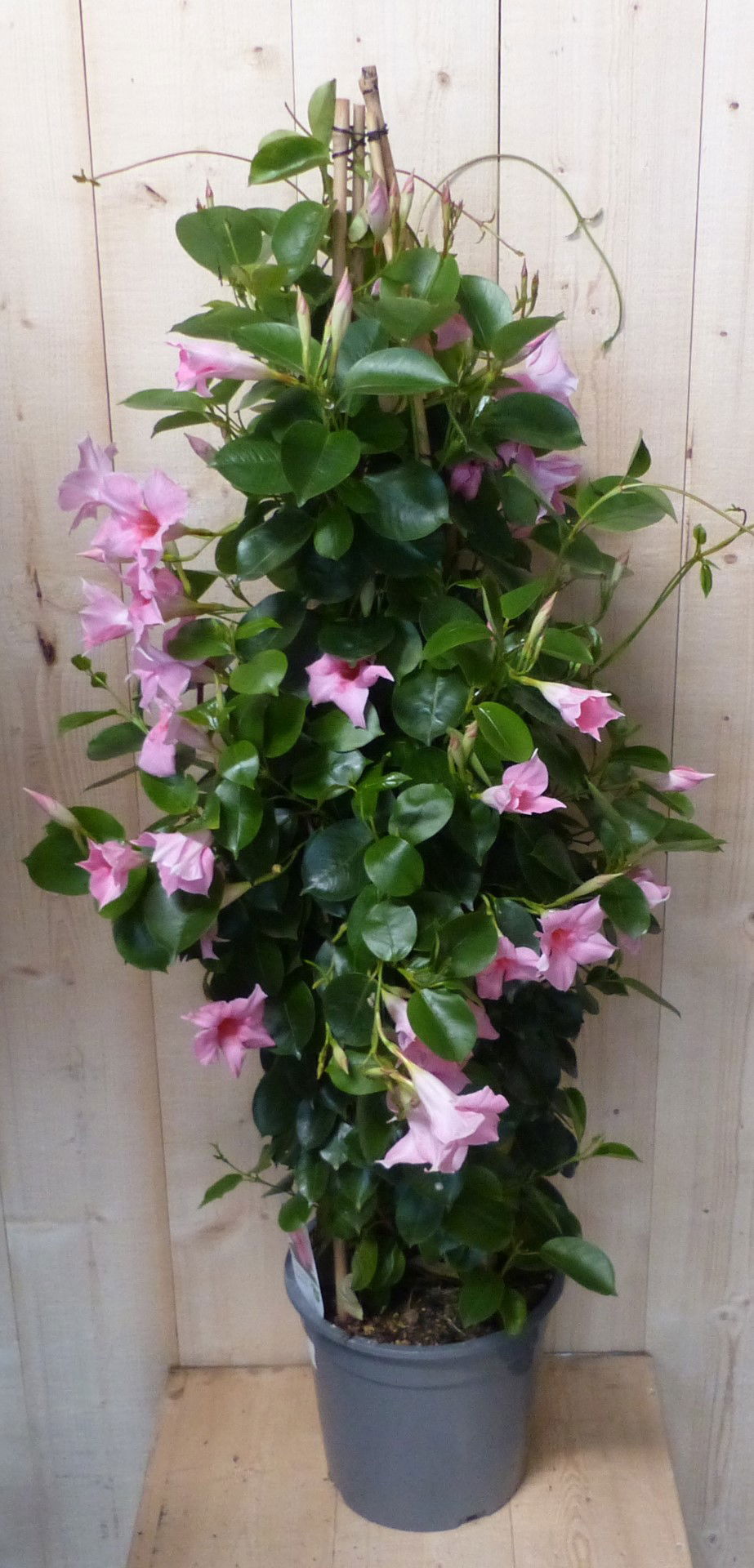 https://cdn.warentuin.nl/media/catalog/product/D/i/Dipladenia_Mandevilla_Sundaville_roze_140_cm_Warentuin_Natuurlijk__3__e07c.JPG