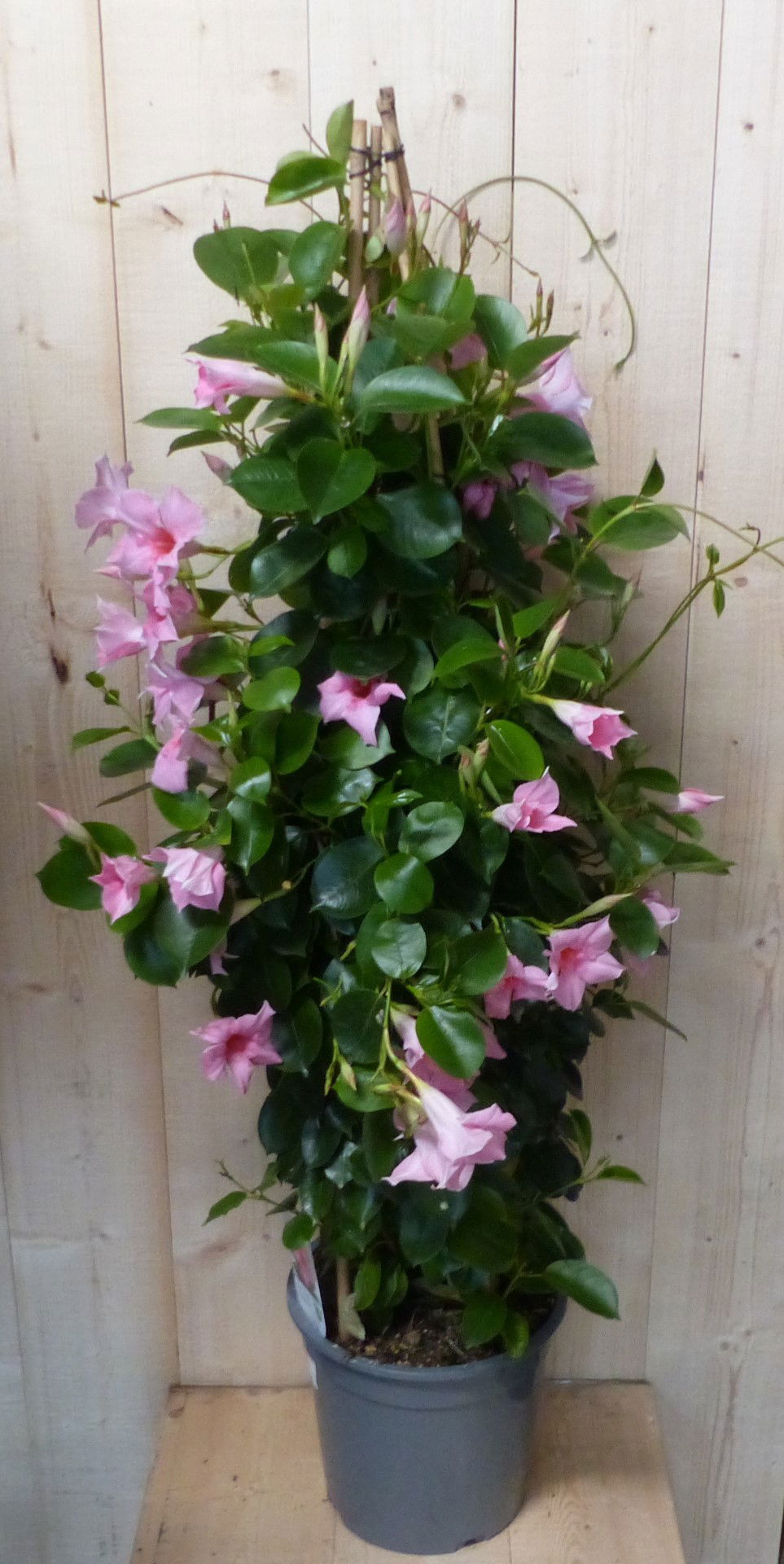 https://cdn.warentuin.nl/media/catalog/product/D/i/Dipladenia_Mandevilla_Sundaville_roze_140_cm_Warentuin_Natuurlijk__4__cba0.JPG