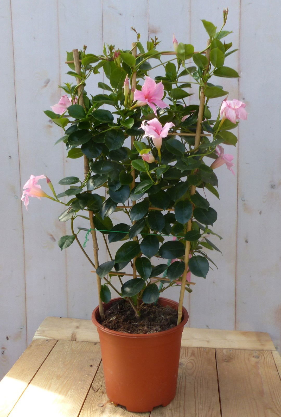 https://cdn.warentuin.nl/media/catalog/product/D/i/Dipladenia_Mandevilla_Sundaville_roze_90_cm_Warentuin_Natuurlijk_0e10.jpg