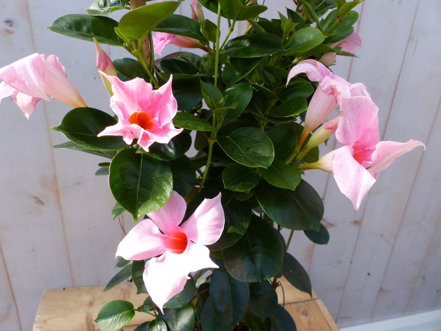 https://cdn.warentuin.nl/media/catalog/product/D/i/Dipladenia_Mandevilla_Sundaville_roze_90_cm_Warentuin_Natuurlijk_2_763d.jpg