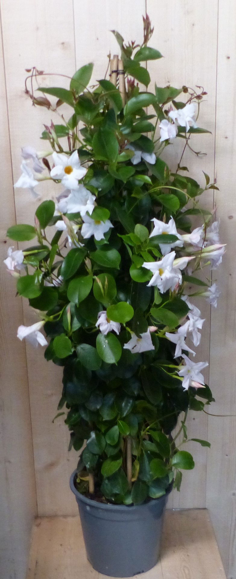 https://cdn.warentuin.nl/media/catalog/product/D/i/Dipladenia_Mandevilla_Sundaville_wit_140_cm_Warentuin_Natuurlijk__1__ae61.JPG