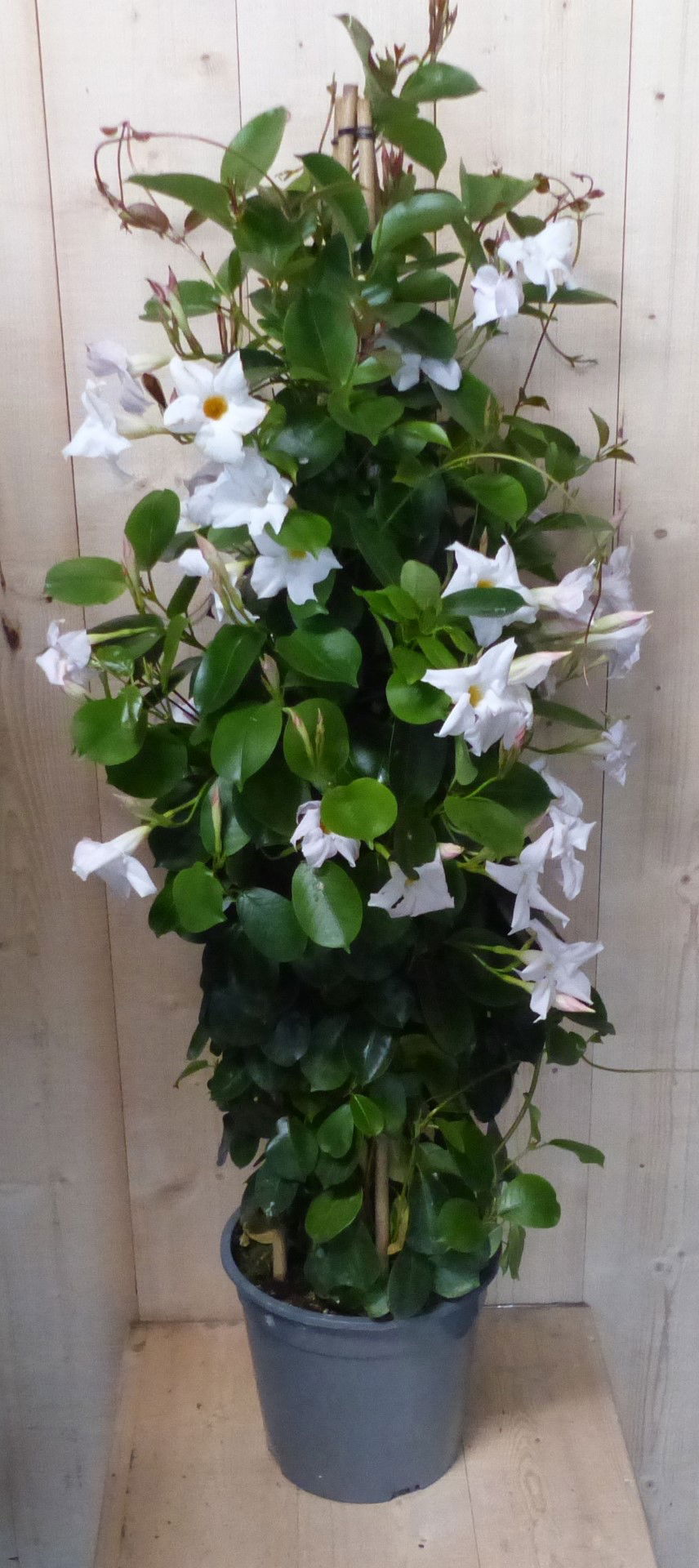 https://cdn.warentuin.nl/media/catalog/product/D/i/Dipladenia_Mandevilla_Sundaville_wit_140_cm_Warentuin_Natuurlijk__2__a0d2.JPG