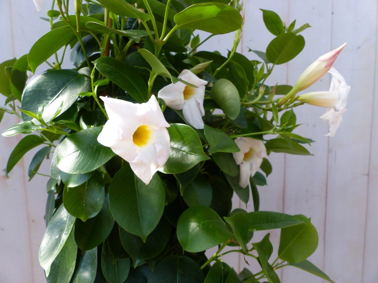 https://cdn.warentuin.nl/media/catalog/product/D/i/Dipladenia_Mandevilla_Sundaville_wit_90cm_Warentuin_Natuurlijk_1_ba50.jpg