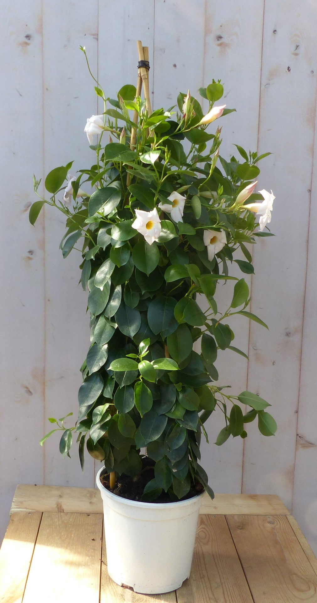 https://cdn.warentuin.nl/media/catalog/product/D/i/Dipladenia_Mandevilla_Sundaville_wit_90cm_Warentuin_Natuurlijk_22b6.jpg