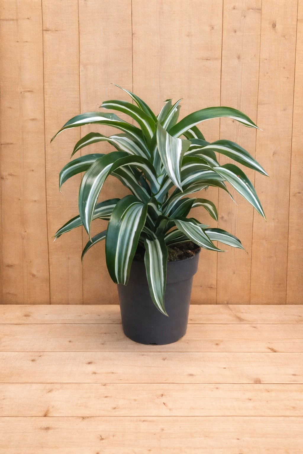 https://cdn.warentuin.nl/media/catalog/product/D/r/Drakenbloedboom_Dracaena_Fragrans_Jade_Jewel_wit_groen_1_29a0.jpg
