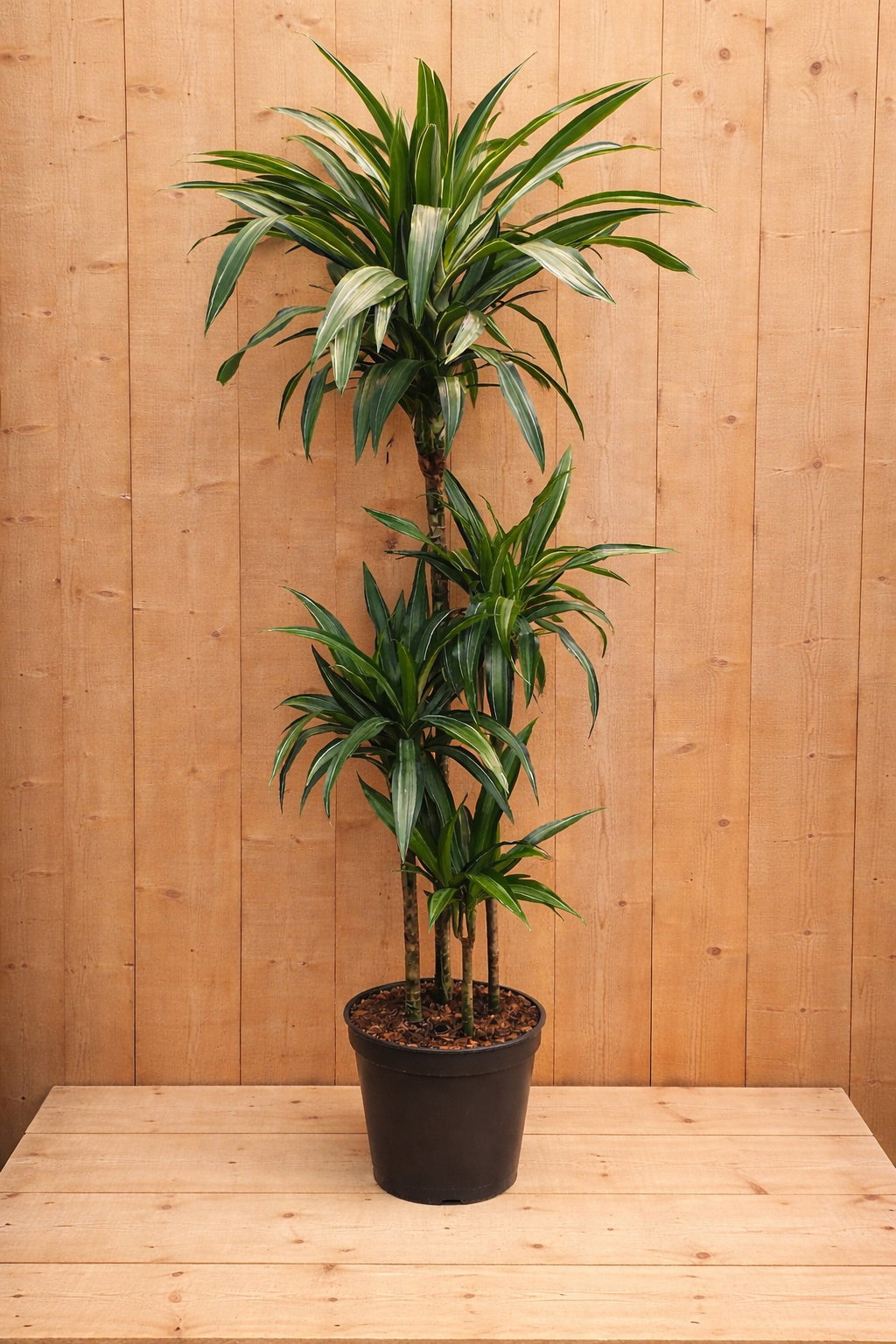 https://cdn.warentuin.nl/media/catalog/product/D/r/Drakenbloedboom_Dracaena_Fragrans_Jade_Jewel_wit_groen_1_7d29.jpg