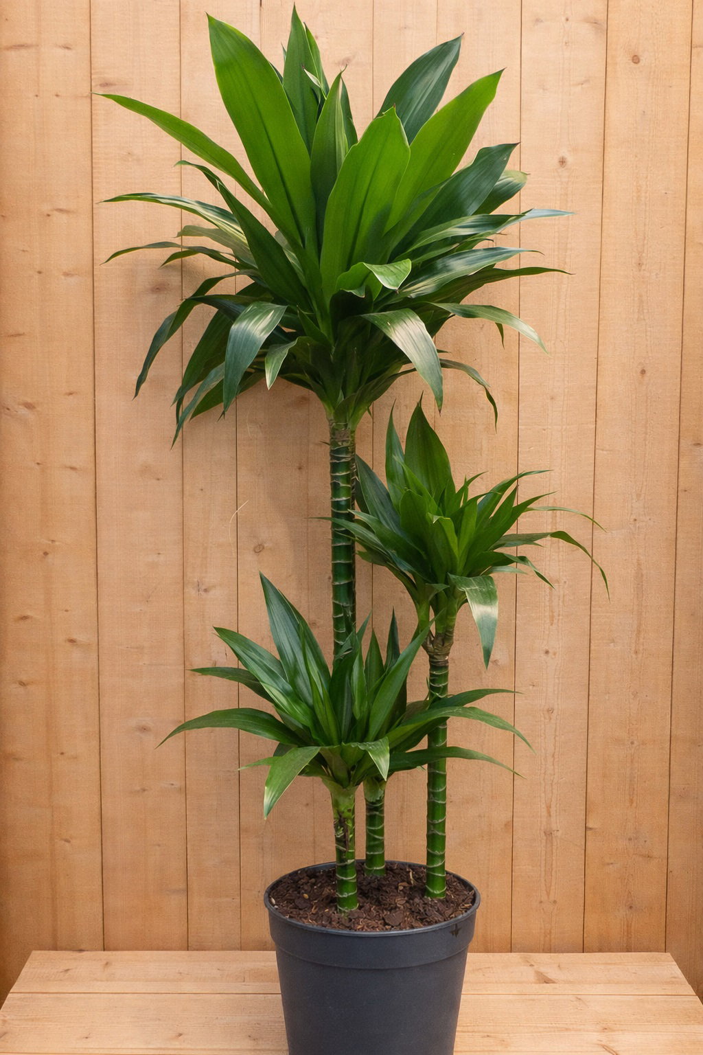 https://cdn.warentuin.nl/media/catalog/product/D/r/Drakenbloedboom_Dracaena_Fragrans_Janet_Lind_groen_1_db4f.jpg