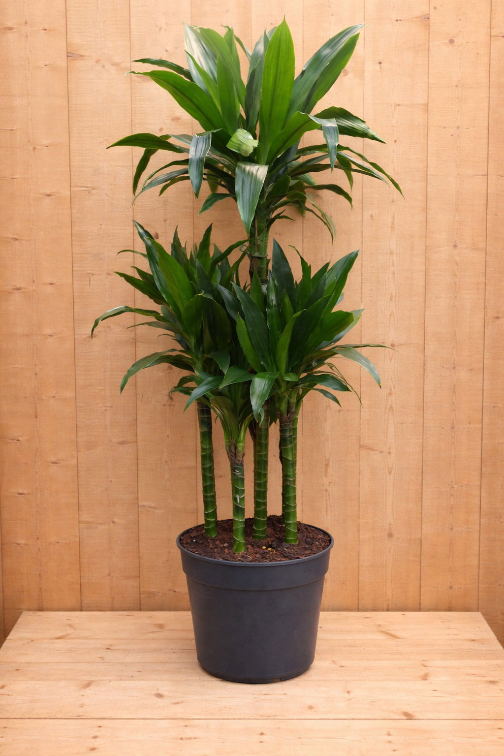 https://cdn.warentuin.nl/media/catalog/product/D/r/Drakenbloedboom_Dracaena_Fragrans_Janet_Lind_groen_1_e491.jpg