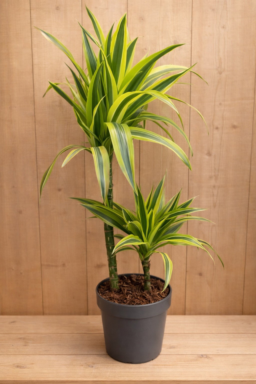 https://cdn.warentuin.nl/media/catalog/product/D/r/Drakenbloedboom_Dracaena_Fragrans_Lemon_Lime_geel_groen_1_b95c.jpg