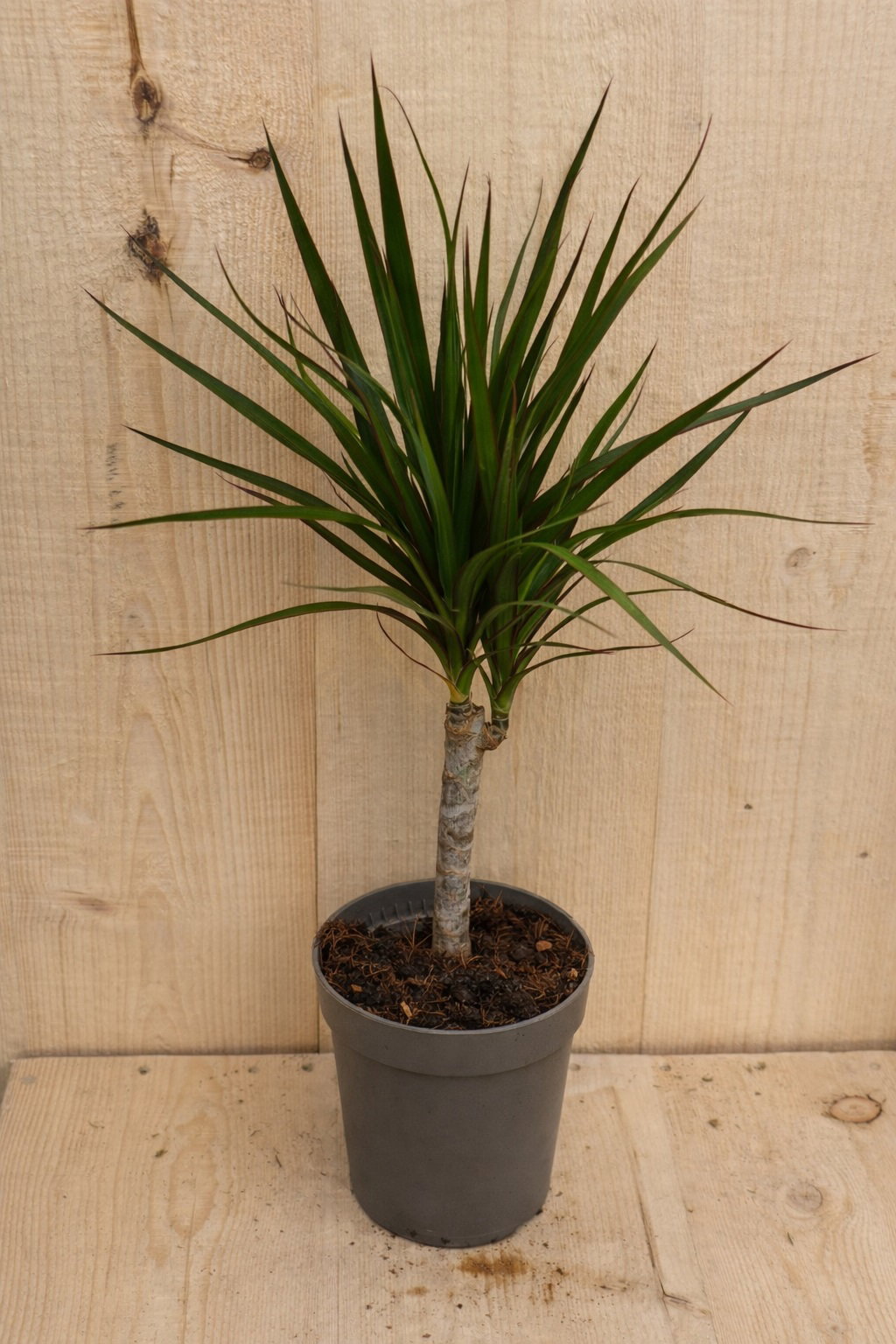 https://cdn.warentuin.nl/media/catalog/product/D/r/Drakenbloedboom_Dracaena_Marginata_Green_Groen_1_447c.jpg