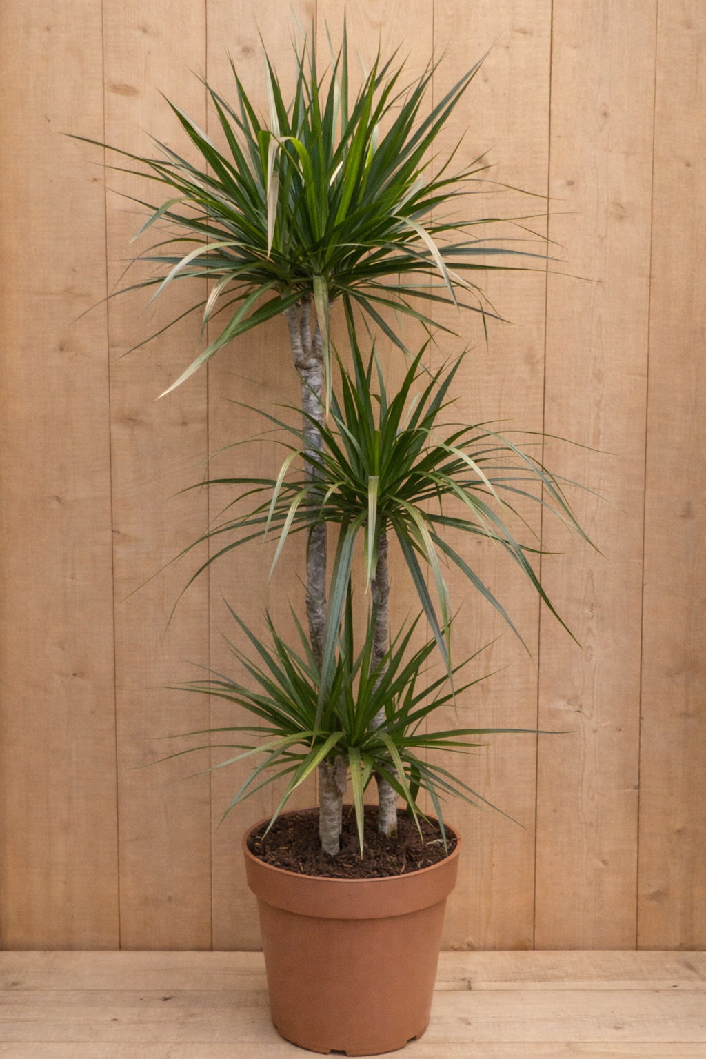 https://cdn.warentuin.nl/media/catalog/product/D/r/Drakenbloedboom_Dracaena_Marginata_Green_Groen_1_9136.jpg