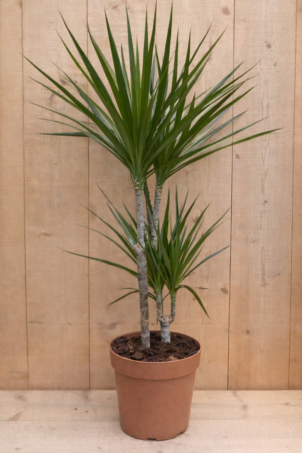 https://cdn.warentuin.nl/media/catalog/product/D/r/Drakenbloedboom_Dracaena_Marginata_Green_Groen_1_c056.jpg