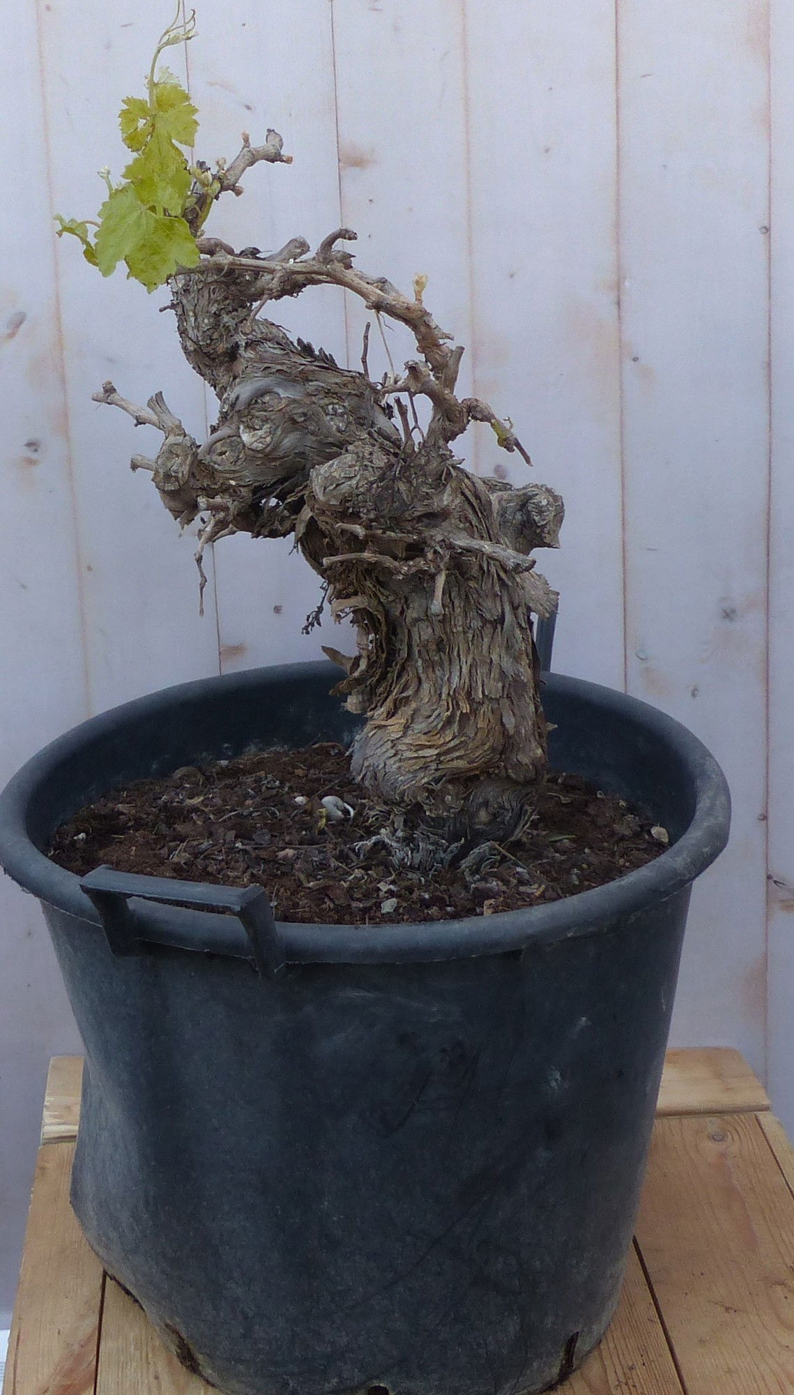 https://cdn.warentuin.nl/media/catalog/product/D/r/Druif_boom_dikke_stam_Warentuin_Natuurlijk_1_99d7.jpg
