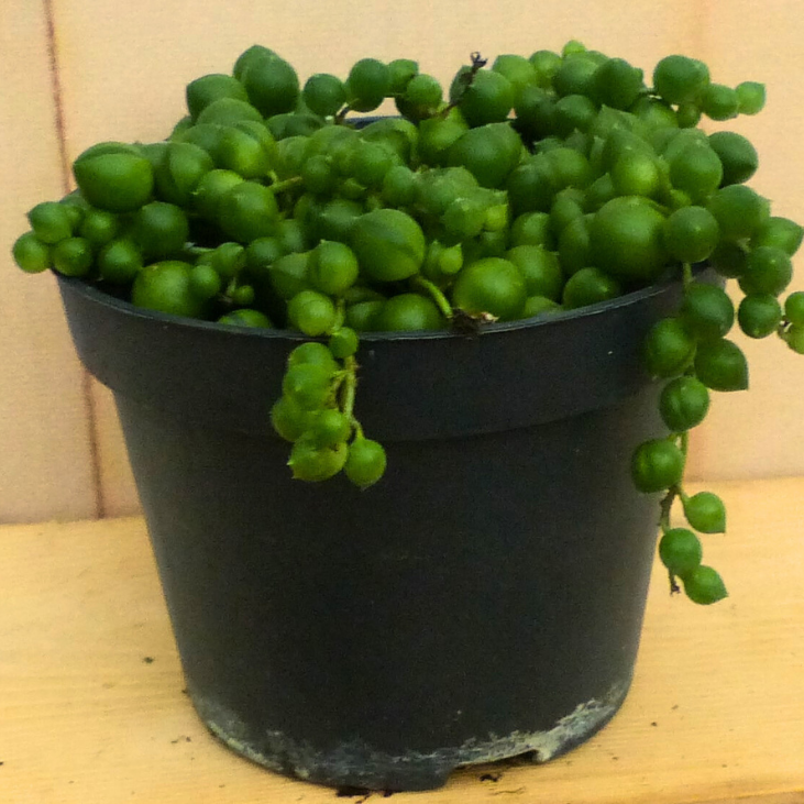 Hangplant Erwtenplant kamerplant Senecio Warentuin Natuurlijk - Warentuin natuurlijk