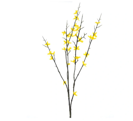 https://cdn.warentuin.nl/media/catalog/product/F/o/Forsythia_spray_Halle_yellow_86_cm_2c3e.png