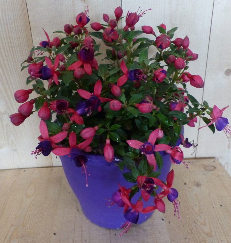 https://cdn.warentuin.nl/media/catalog/product/F/u/Fuchsia_in_grote_pot_donker_roze_varianten_Warentuin_Natuurlijk__1__b339.JPG
