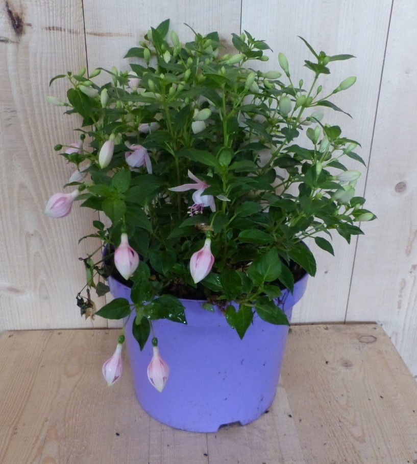 https://cdn.warentuin.nl/media/catalog/product/F/u/Fuchsia_in_grote_pot_licht_roze_varianten_Warentuin_Natuurlijk__1__f86c.JPG