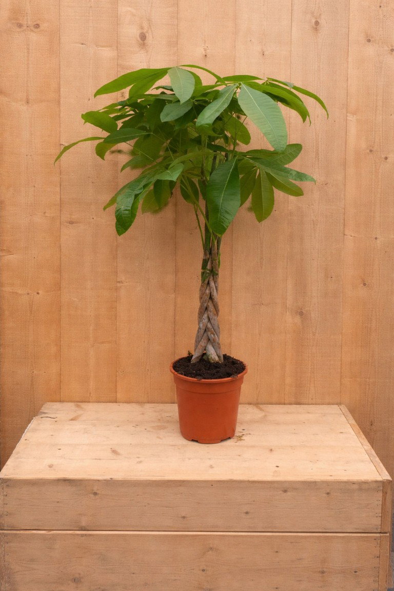 https://cdn.warentuin.nl/media/catalog/product/G/e/Geldboom_LEVE8149900040497_f636.jpg