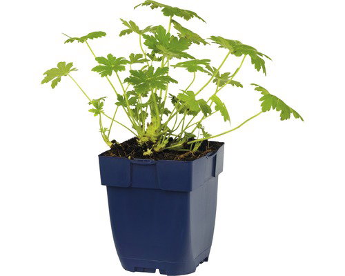 https://cdn.warentuin.nl/media/catalog/product/G/e/Geranium_macr_Geranimo_White_Ooievaarsbek_vaste_plant_Griffioen_1_fdc1.jpg