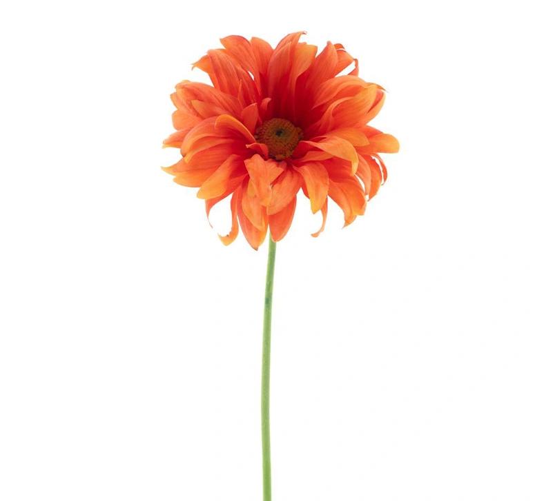 https://cdn.warentuin.nl/media/catalog/product/G/e/Gerbera_spray_Lotte_orange_76_cm_05e3.png