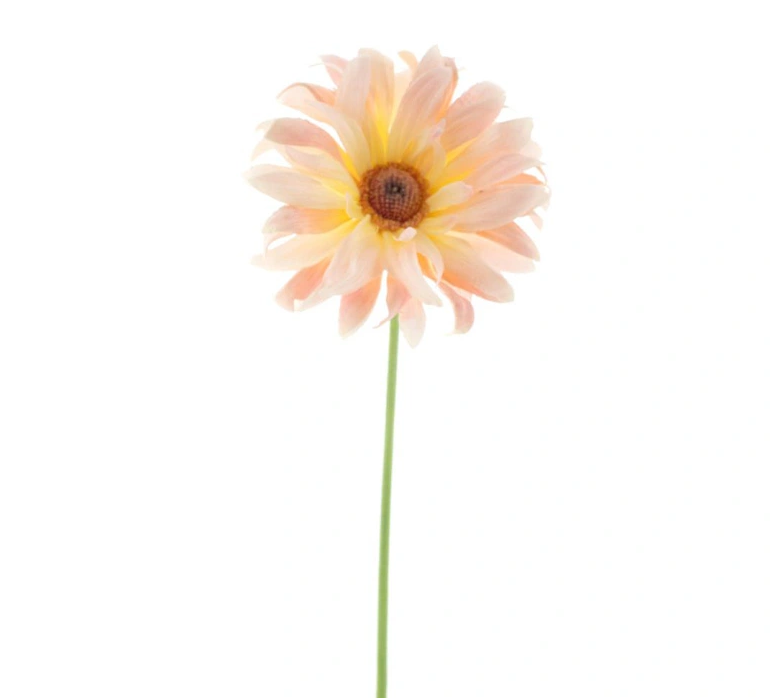 https://cdn.warentuin.nl/media/catalog/product/G/e/Gerbera_spray_Lotte_peach_76_cm__8078.png