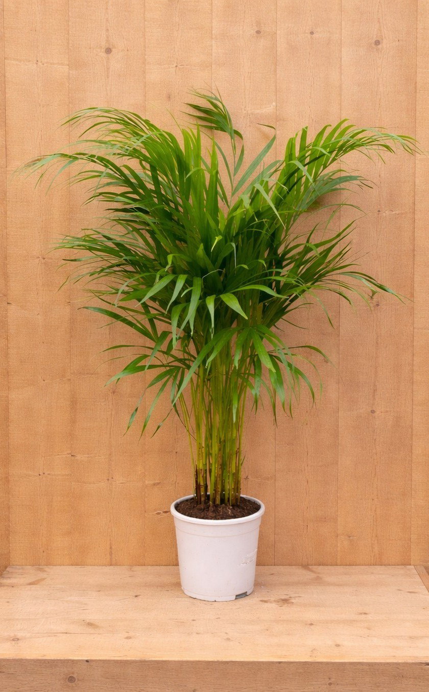 https://cdn.warentuin.nl/media/catalog/product/G/o/Goudpalm_LEVE8149900040482_ec6e.jpg