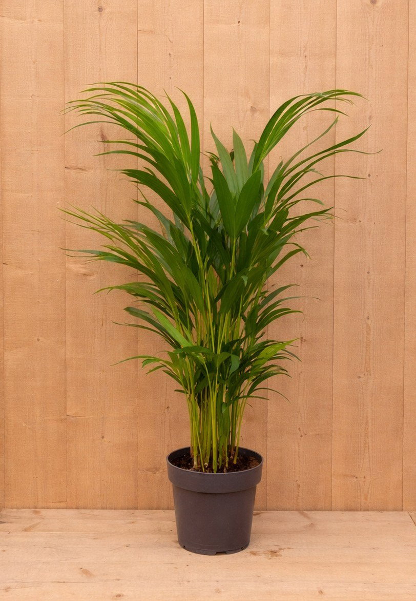 https://cdn.warentuin.nl/media/catalog/product/G/o/Goudpalm_LEVE8149900043303_bdcf.jpg