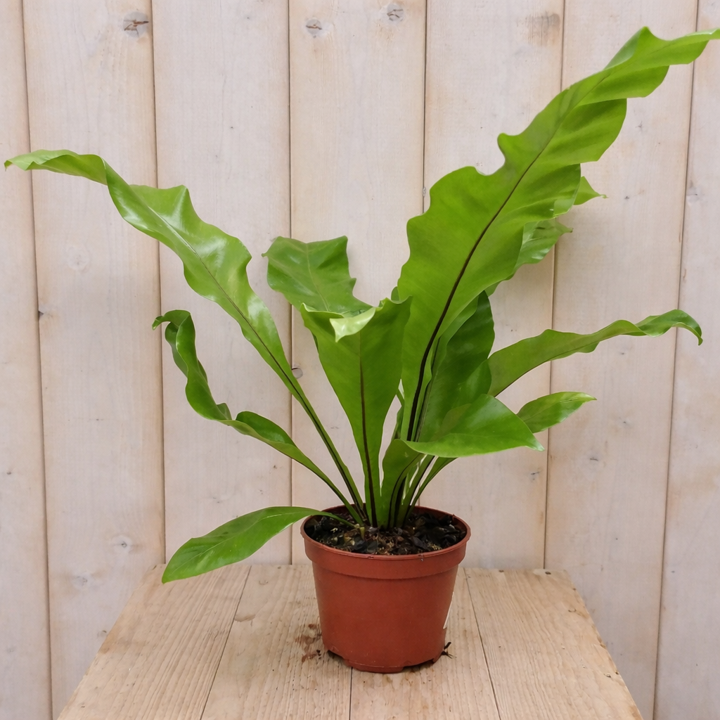 Varen groene Asplenium Warentuin Natuurlijk - Warentuin natuurlijk