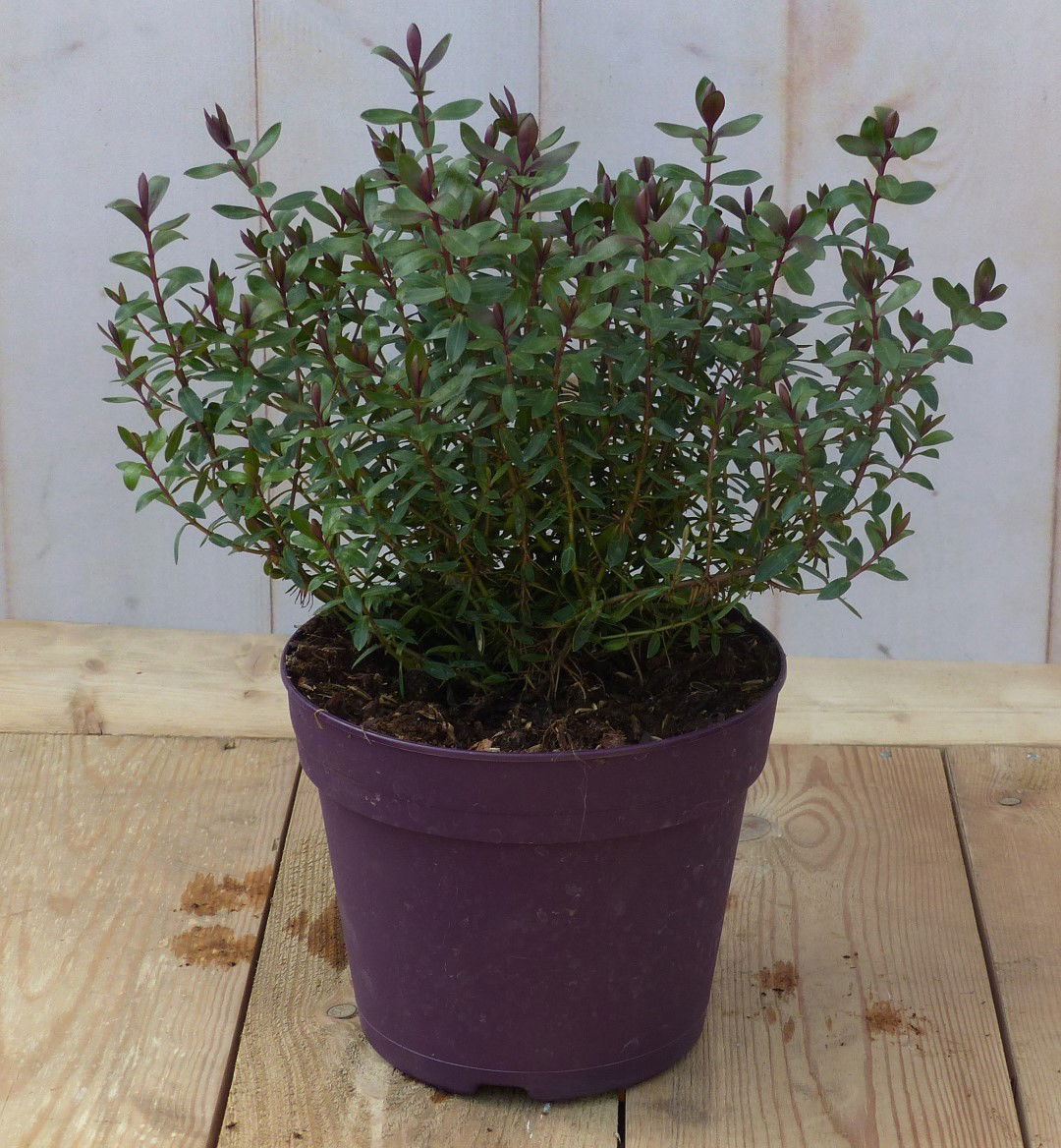 Hebe groenblijvend vaste plant met rood groen blad Warentuin Natuurlijk