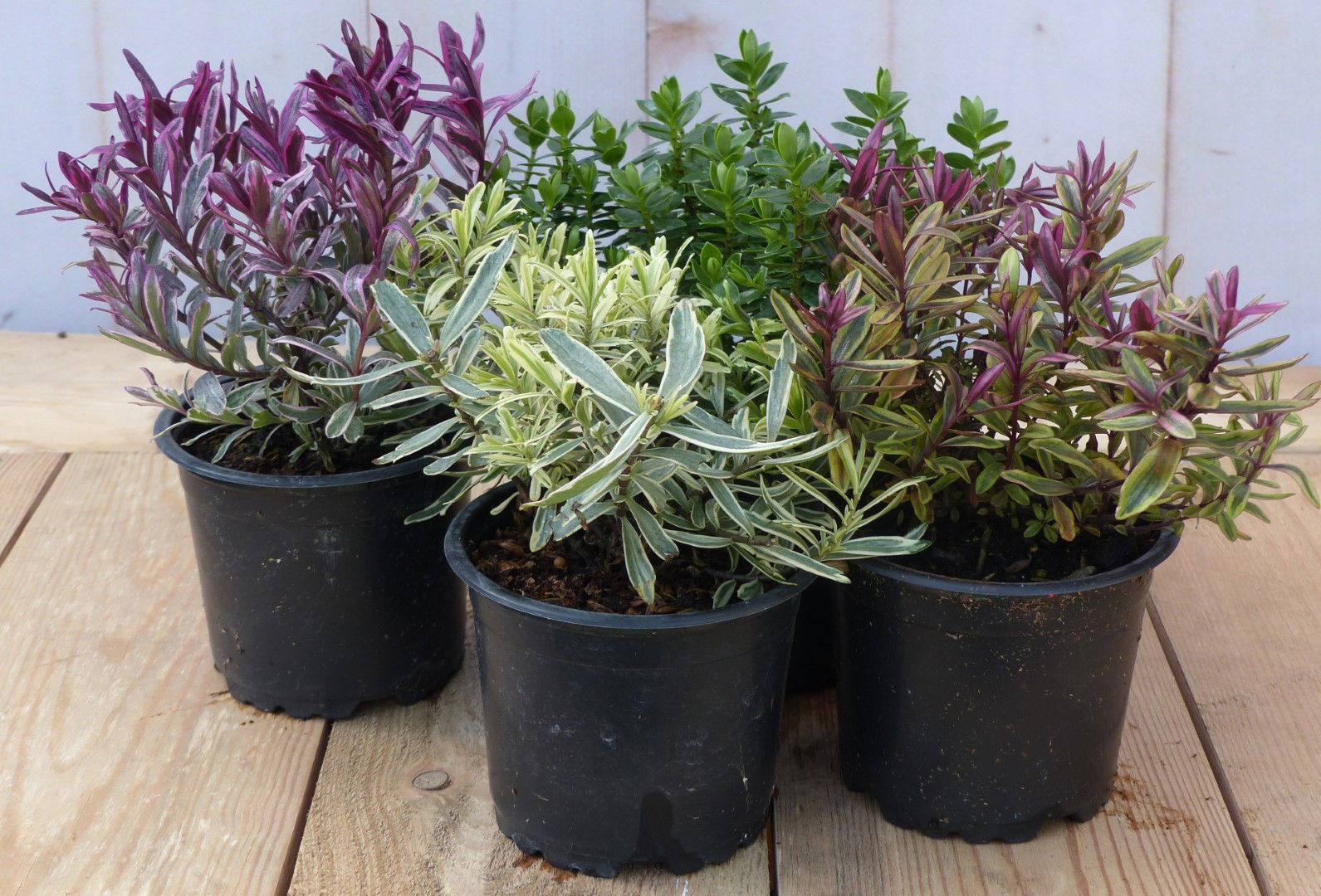 https://cdn.warentuin.nl/media/catalog/product/H/e/Hebe_vaste_plant_groen_met_mix_variante_Warentuin_Natuurlijk_1_874a.jpg