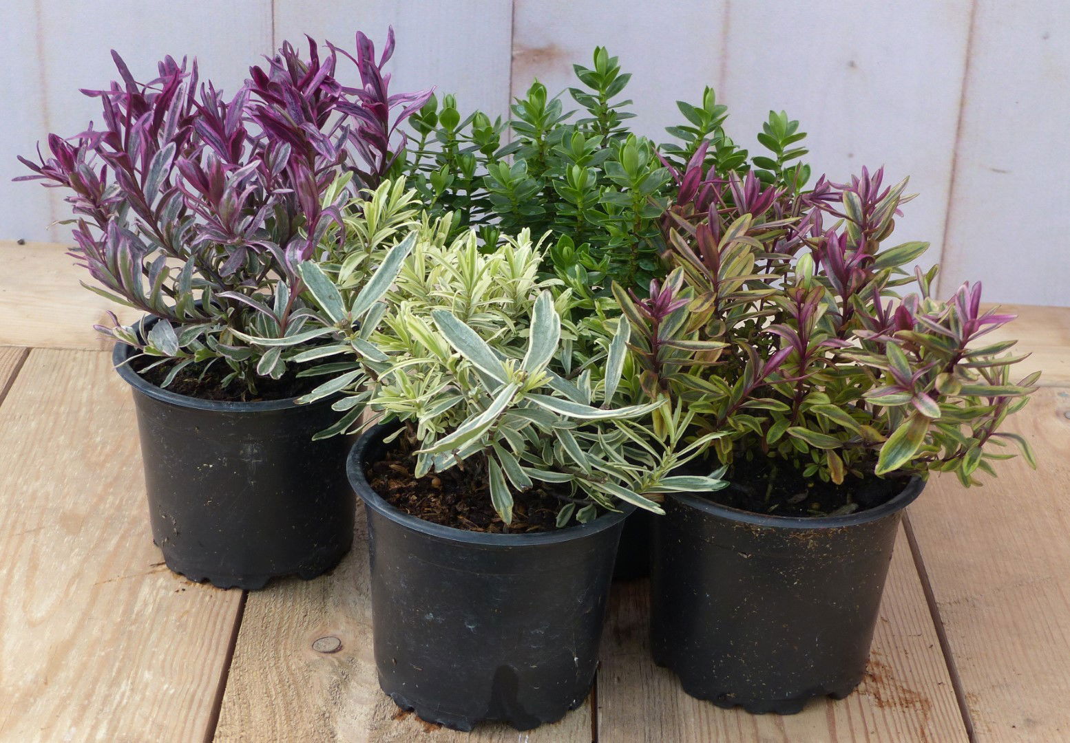 https://cdn.warentuin.nl/media/catalog/product/H/e/Hebe_vaste_plant_groen_met_mix_variante_Warentuin_Natuurlijk_cc7e.jpg