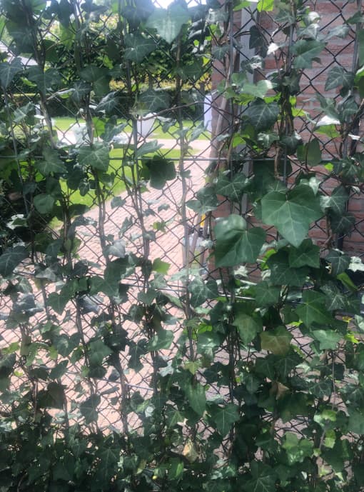 https://cdn.warentuin.nl/media/catalog/product/H/e/Hedera_Hibernica_scherm_120x180_cm_Warentuin_Natuurlijk_30c8.jpeg