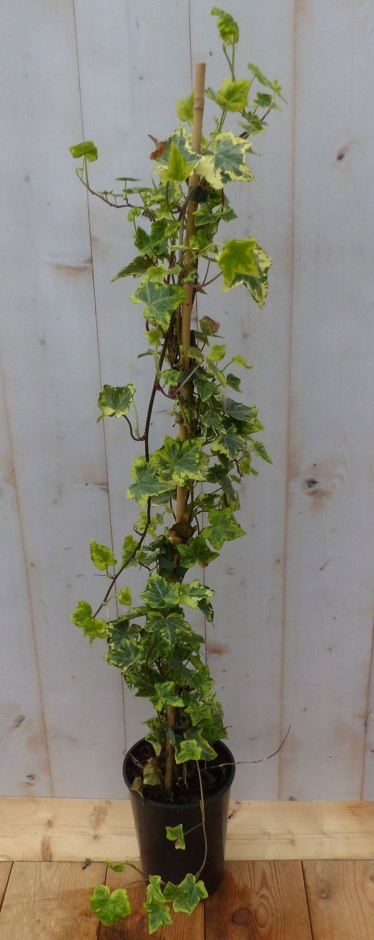 https://cdn.warentuin.nl/media/catalog/product/H/e/Hedera_klimop_groenblijvend_bont_beel_Warentuin_Natuurlijk_1_d159.jpg