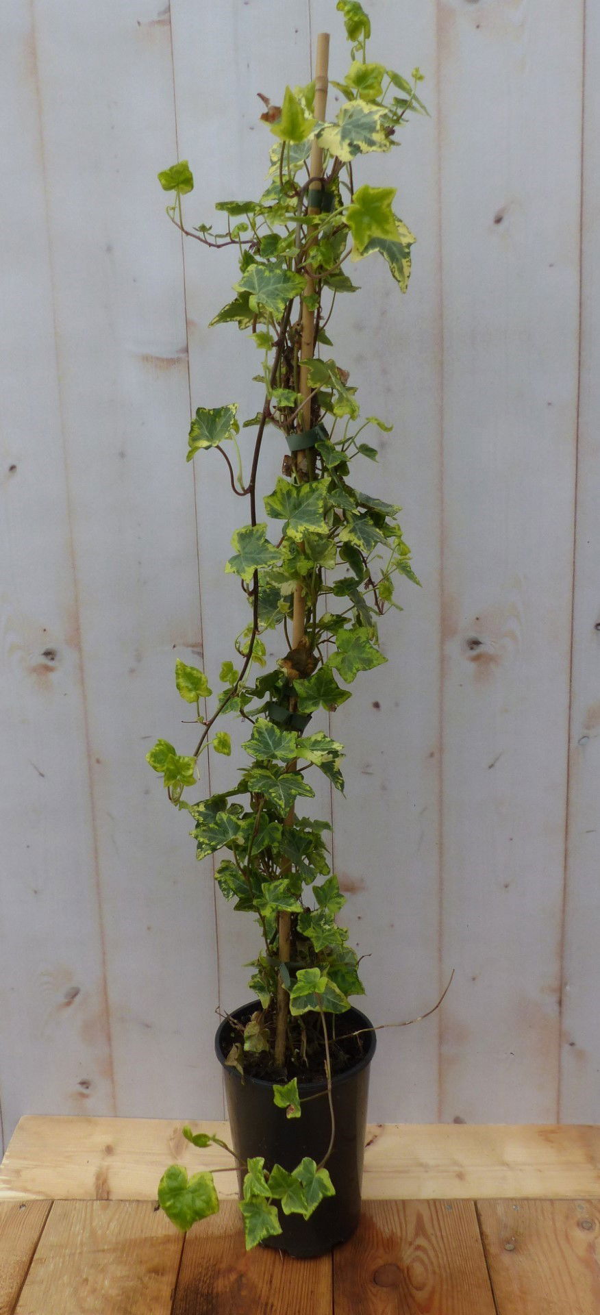 https://cdn.warentuin.nl/media/catalog/product/H/e/Hedera_klimop_groenblijvend_bont_beel_Warentuin_Natuurlijk_bf69.jpg