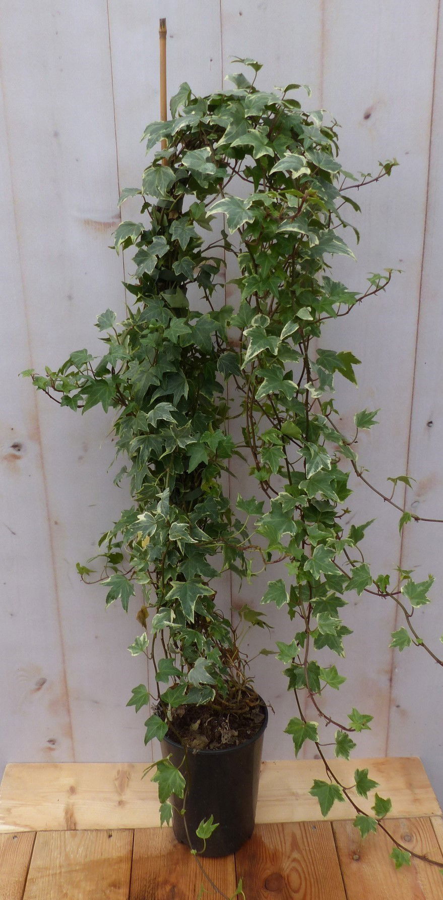 https://cdn.warentuin.nl/media/catalog/product/H/e/Hedera_klimop_groenblijvend_bont_wit_Warentuin_Natuurlijk_1_04f7.jpg