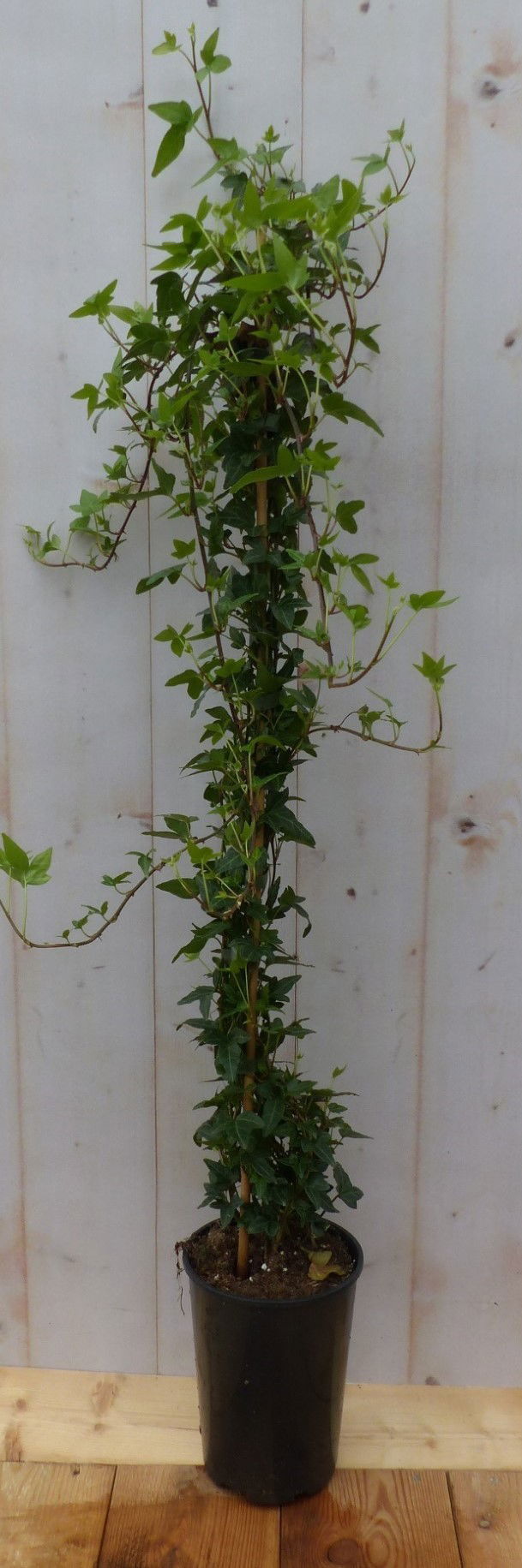 https://cdn.warentuin.nl/media/catalog/product/H/e/Hedera_klimop_groenblijvend_groen_Warentuin_Natuurlijk_1_4728.jpg