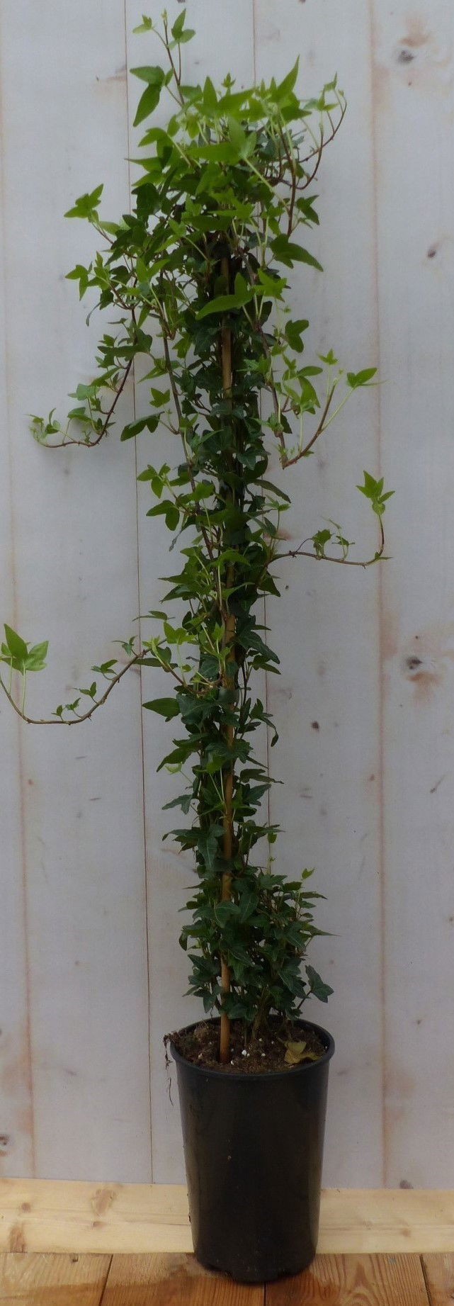 https://cdn.warentuin.nl/media/catalog/product/H/e/Hedera_klimop_groenblijvend_groen_Warentuin_Natuurlijk_ade7.jpg