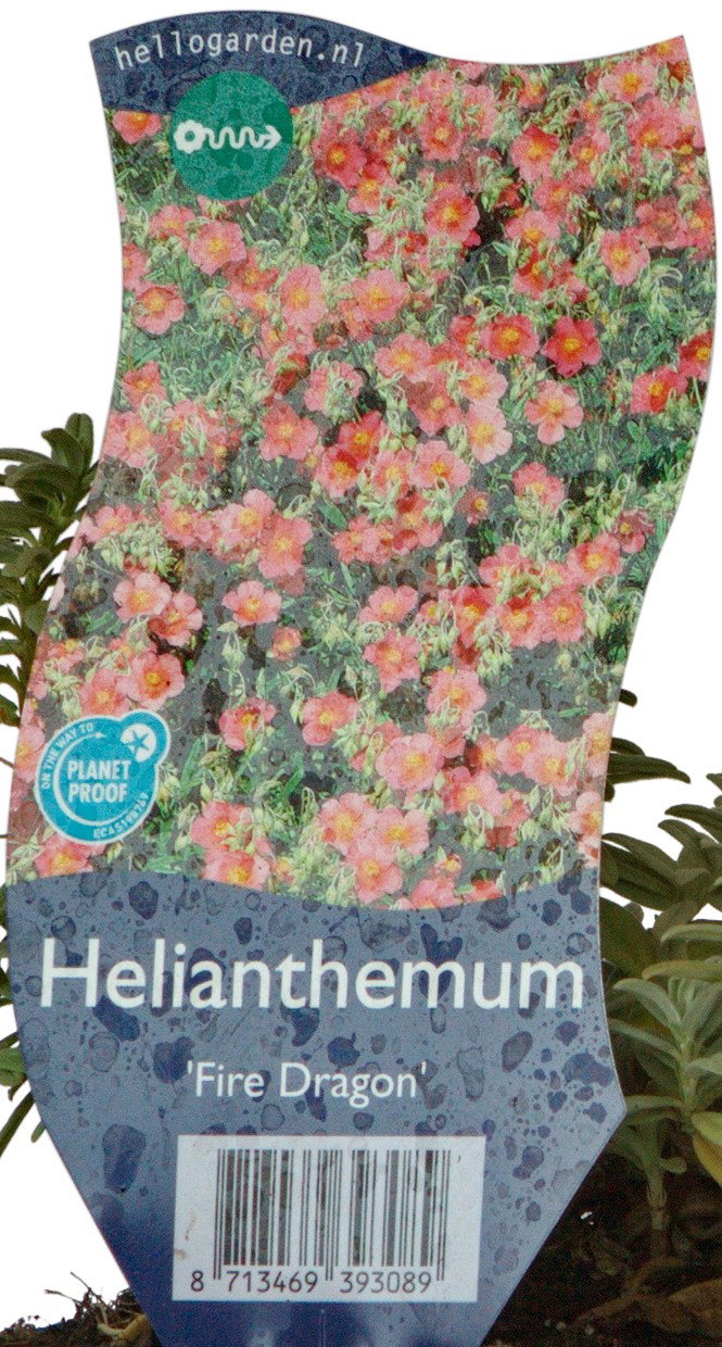 Helianthemum Fire Dragon Griffioen - Griffioen