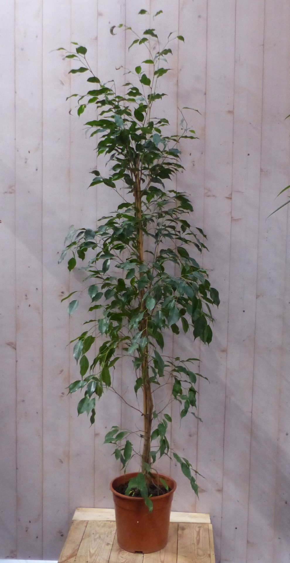 https://cdn.warentuin.nl/media/catalog/product/H/o/Hoofd_Kamerplant_Ficus_Donkergroen_160_cm_Warentuin_Natuurlijk__3__8660.JPG