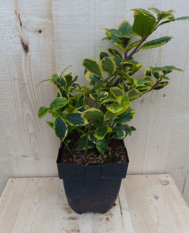 https://cdn.warentuin.nl/media/catalog/product/H/u/Hulst_geelbont_30_cm_Warentuin_Natuurlijk_1_2c8b.JPG
