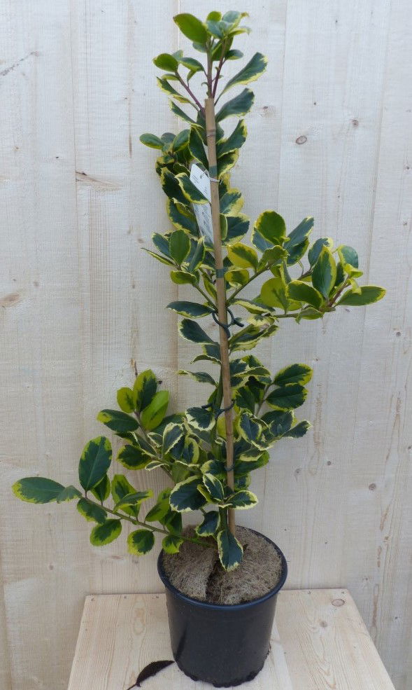 https://cdn.warentuin.nl/media/catalog/product/H/u/Hulst_geelbont_80_cm_Warentuin_Natuurlijk_1_d710.JPG