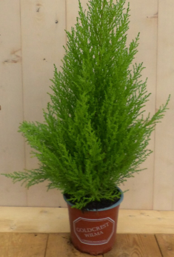 Kamerconifeer Cupressaceae kamerplant Warentuin Natuurlijk - Warentuin natuurlijk