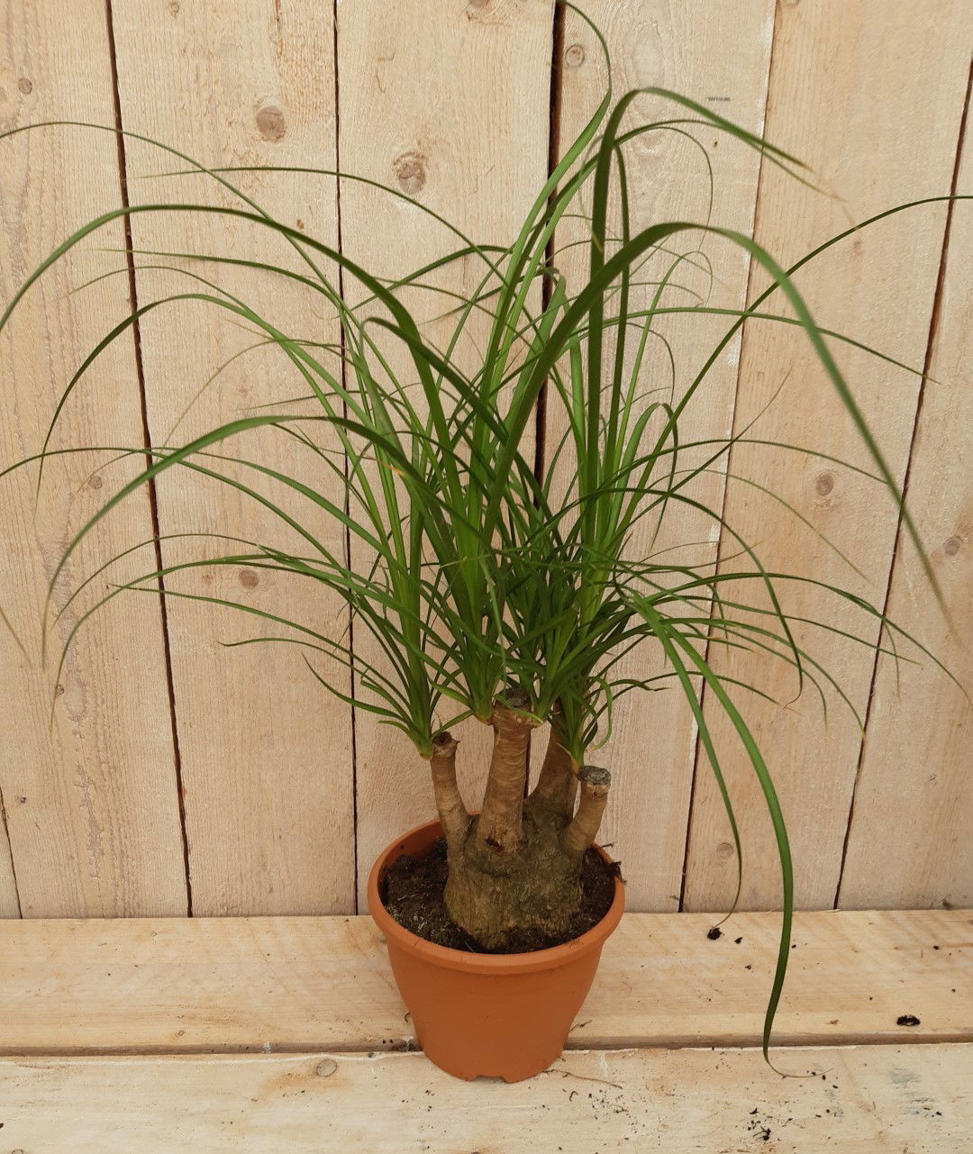 https://cdn.warentuin.nl/media/catalog/product/K/a/Kamerplant_Beaucarnea_recuvata_gedeelde_stam_30_cm_Warentuin_Natuurlijk_1_9047.jpg