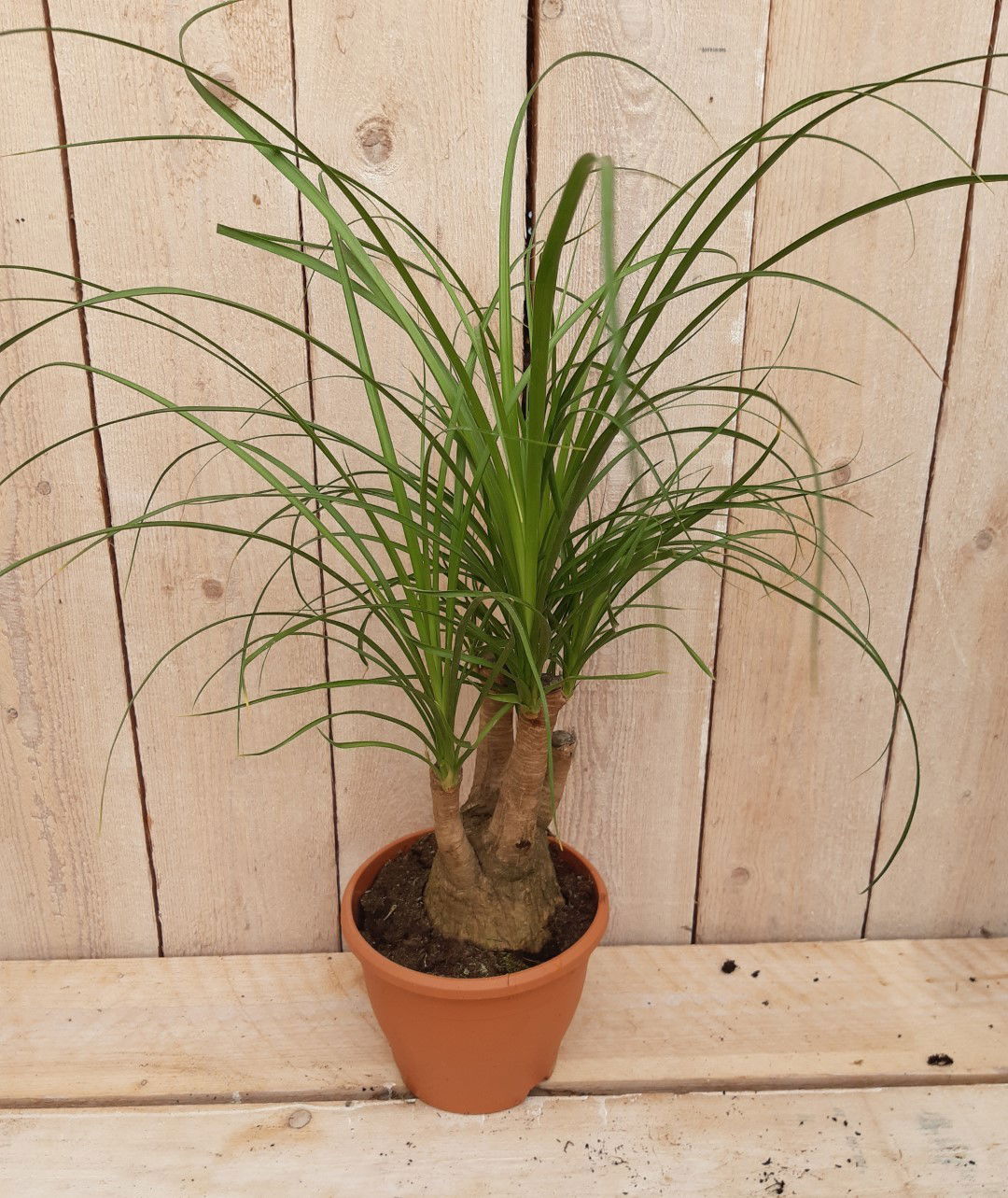 https://cdn.warentuin.nl/media/catalog/product/K/a/Kamerplant_Beaucarnea_recuvata_gedeelde_stam_30_cm_Warentuin_Natuurlijk_2_3be0.jpg