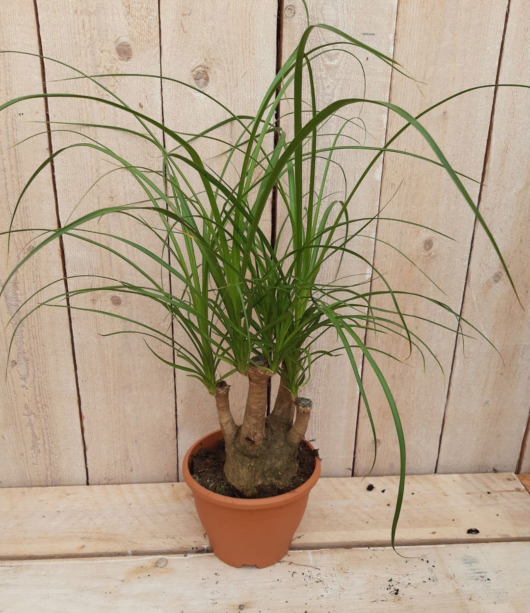 Kamerplant Beaucarnea recuvata gedeelde stam 30 cm Warentuin Natuurlijk