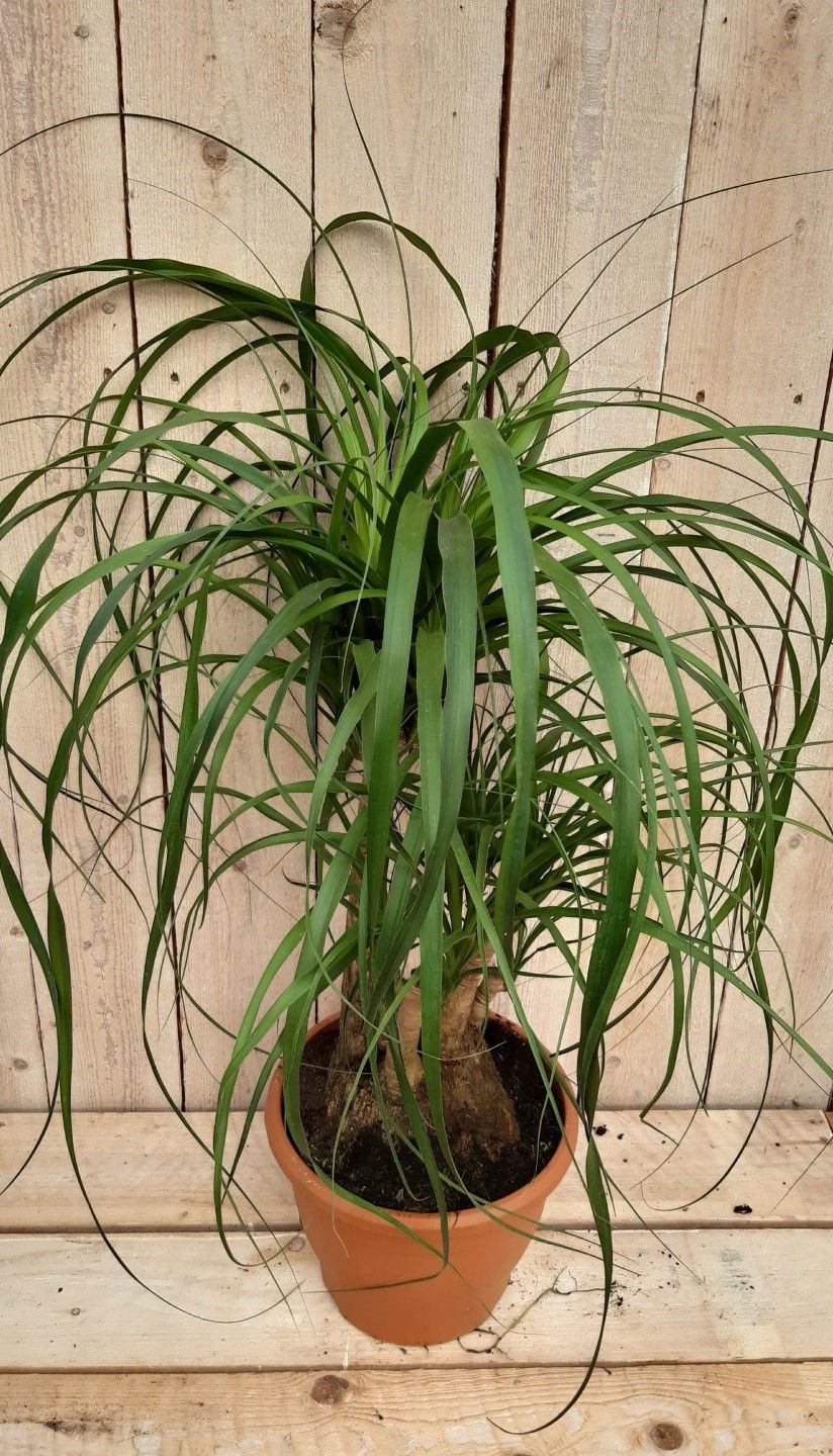https://cdn.warentuin.nl/media/catalog/product/K/a/Kamerplant_Beaucarnea_recuvata_gedeelde_stam_50_cm_Warentuin_Natuurlijk_1_1621.jpg